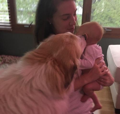 Great Pyrenees Giving Baby Kisses on Mother's Day in Tinley Park