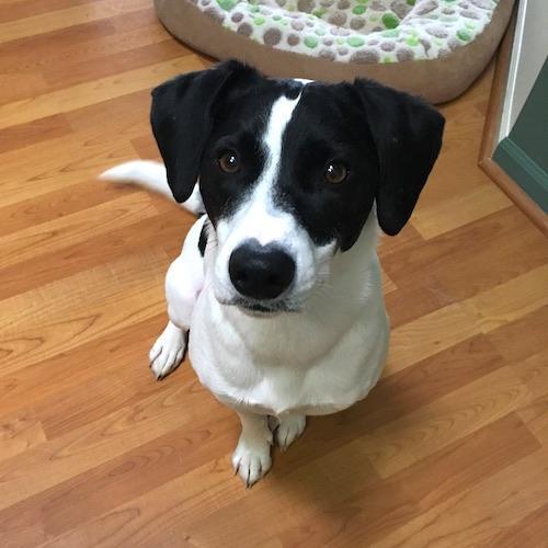 Puppy Sammie Begging For Food