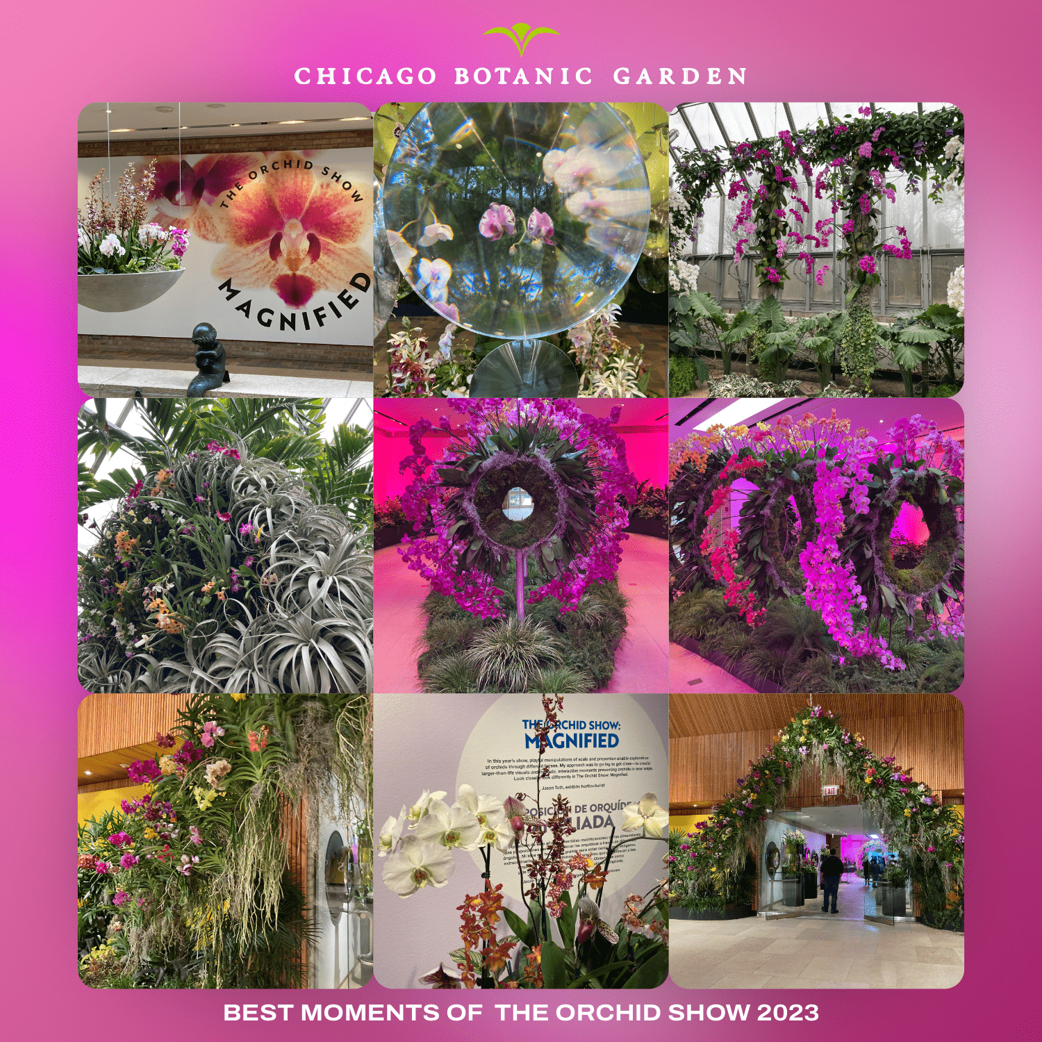 Best Nine Moments Of The Orchid Show at the Chicago Botanic Garden 2023
