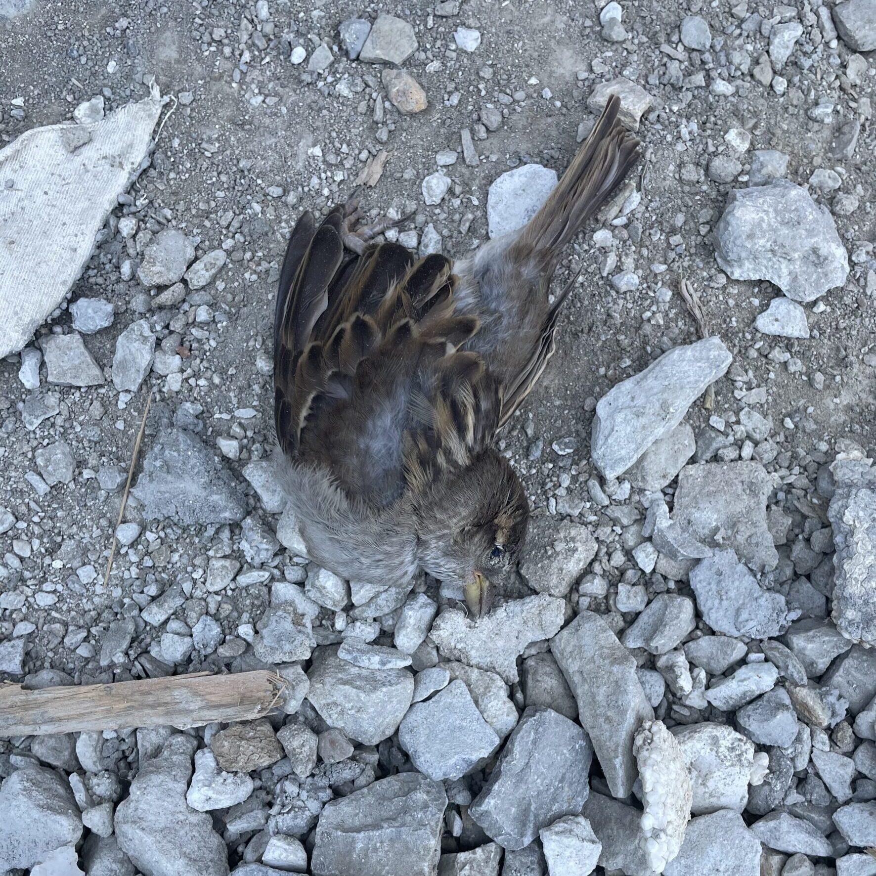 One of the birds at our the construction site of our new home didn't make it. It may be the mama bird.