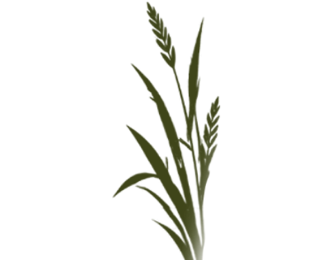 Prairie Wheat Sage tall #3f4519
