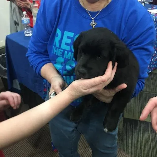 Puppy at Discover Tinley 2019