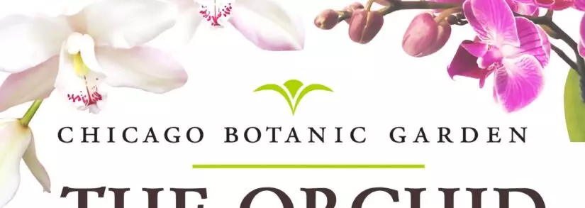Highlights From The 2023 Chicago Botanic Garden Orchid Show